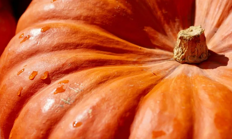 Заключительная продуктовая ярмарка пройдёт 4 ноября в Барнауле