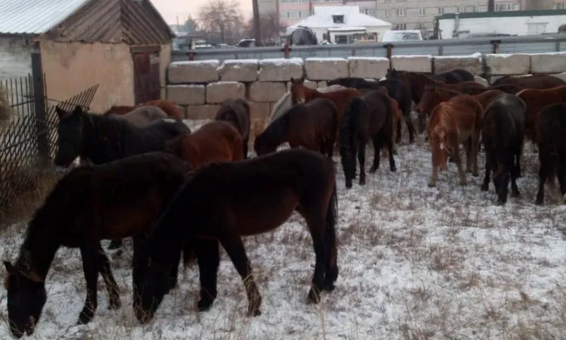Табун лошадей пытались незаконно вывести в Казахстан