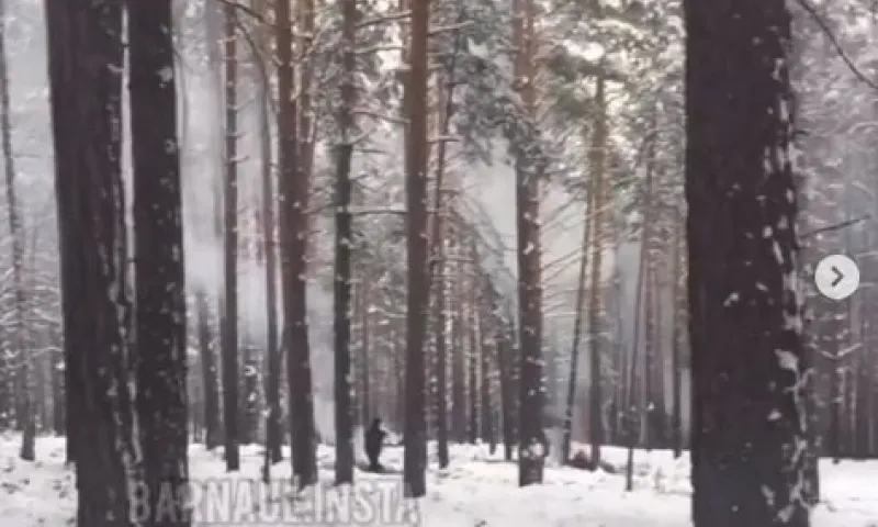 Горожане сообщили о вырубке леса в барнаульском посёлке