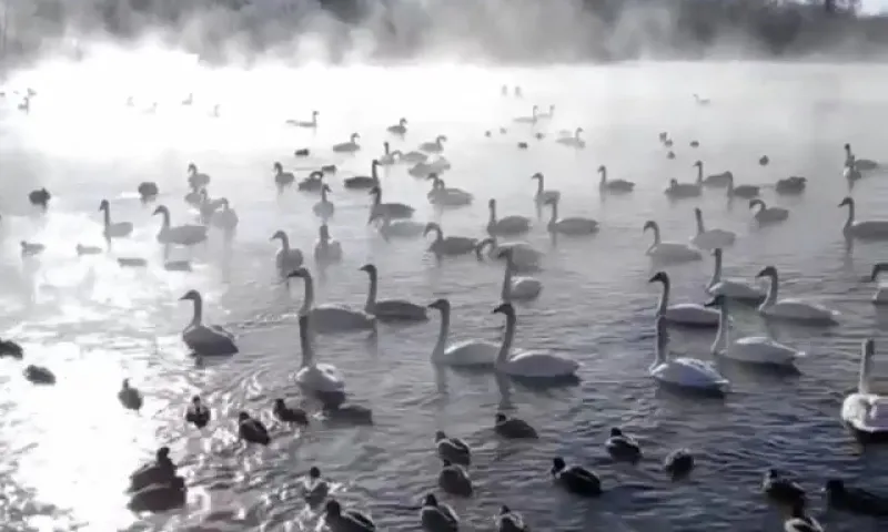 Видео: лебеди прилетели зимовать на незамерзающее озеро Светлое в Алтайском крае