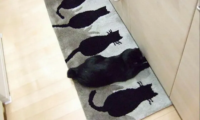 Фотоподборка: найди кота