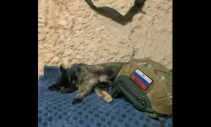 Хвостатая помощница оберегает алтайских бойцов на передовой