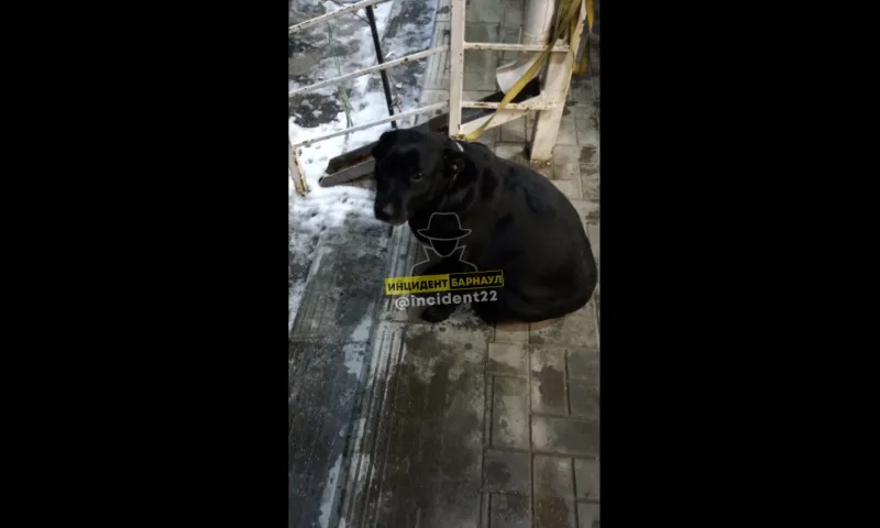 Хозяйка привязала собаку у барнаульского алкомаркета и забыла про нее