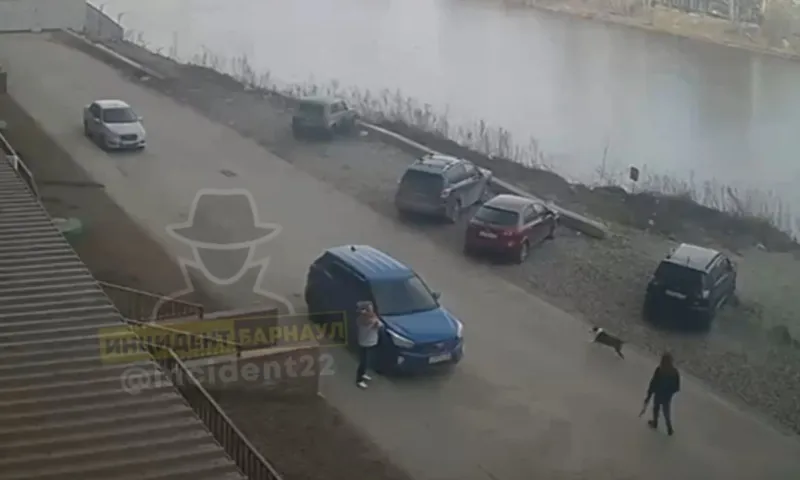 Бойцовская собака сбежала от малолетней хозяйки и загрызла сородича в Барнауле