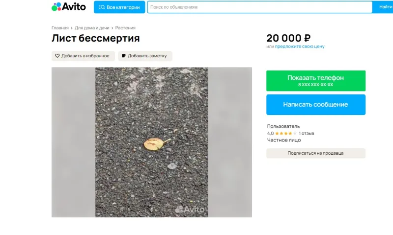 Лист бессмертия продают в Барнауле