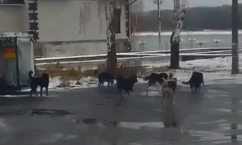 «17 голов». Стаю бродячих собак заметили в Камне-на-Оби