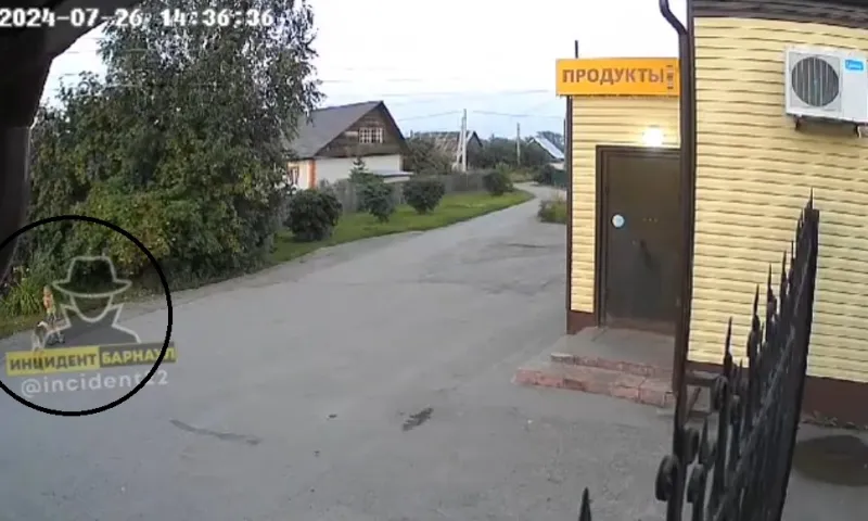 Собака на самовыгуле кинулась на ребенка в Барнауле