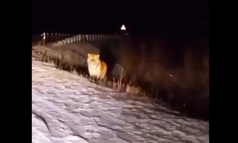 По сетям распространяется видео с тигром в Алтайском крае