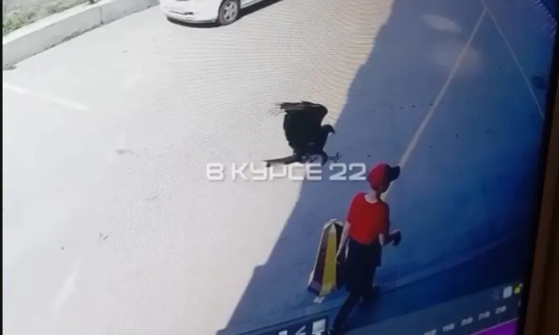 Коршун нападает на детей и взрослых во дворе дома в Барнауле
