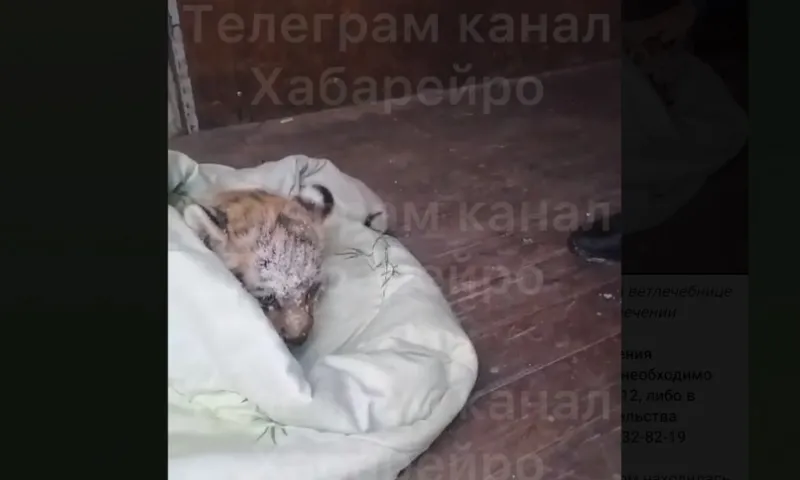Травмированного амурского тигренка спасли на трассе в Хабаровском крае