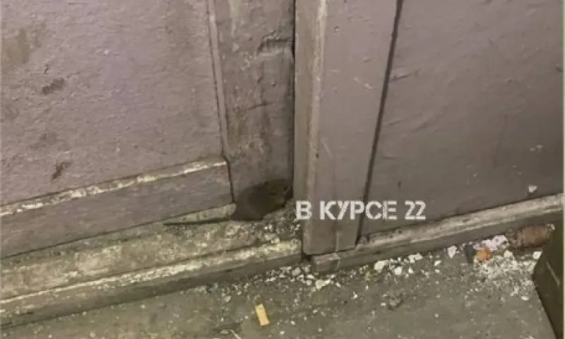 Мыши атаковали дом в центре Барнаула