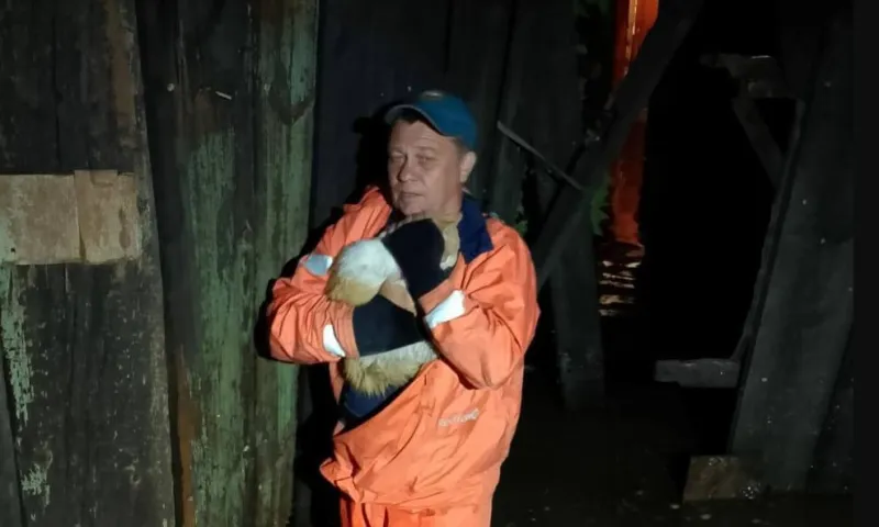 Спасатели эвакуировали домашних животных из подтопленного дома в Барнауле 