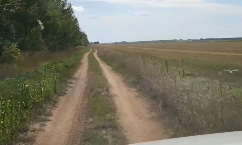 Огромное количество перелётной саранчи сняли на видео в Алтайском крае