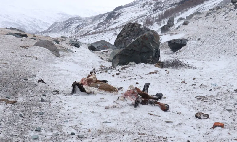 Снежные барсы задрали домашний скот на Алтае