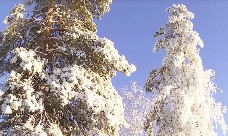 Уникальный гриб ищут жители Алтайского края