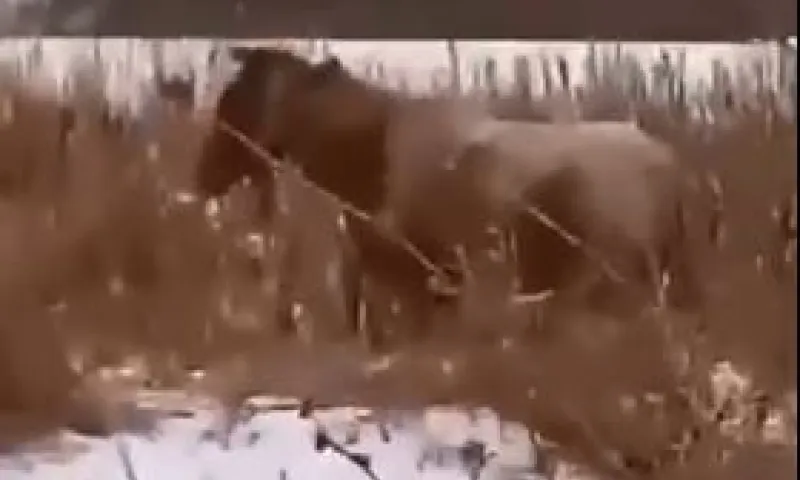 Лошадь и собачка. Женщина нашла замерзающих животных в поле Алтайского края
