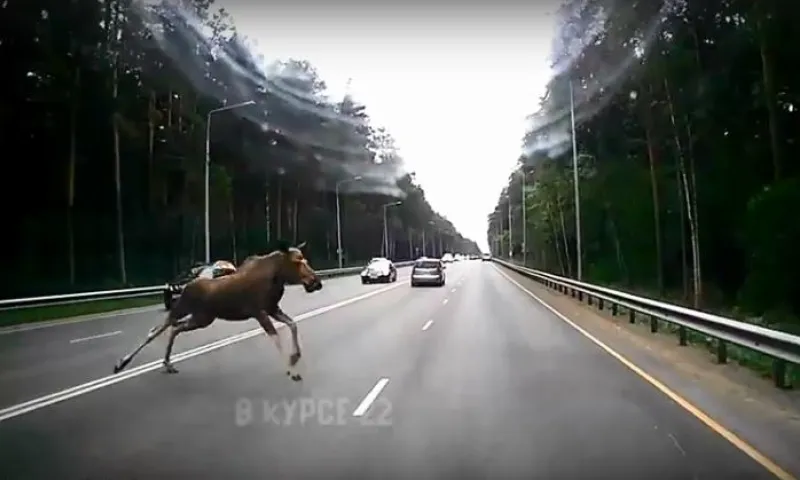 В Барнауле лось выскочил на трассу перед автомобилем