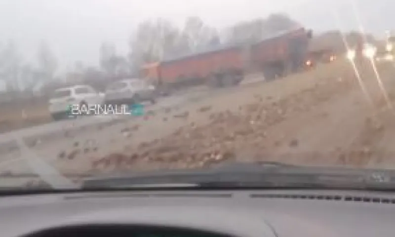 «Трасса усыпана свеклой». ДТП с КамАЗами произошло на трассе Алтайского края