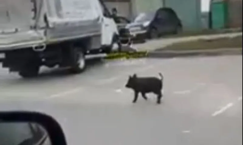 Люди заметили беспризорного поросенка на улицах Барнаула