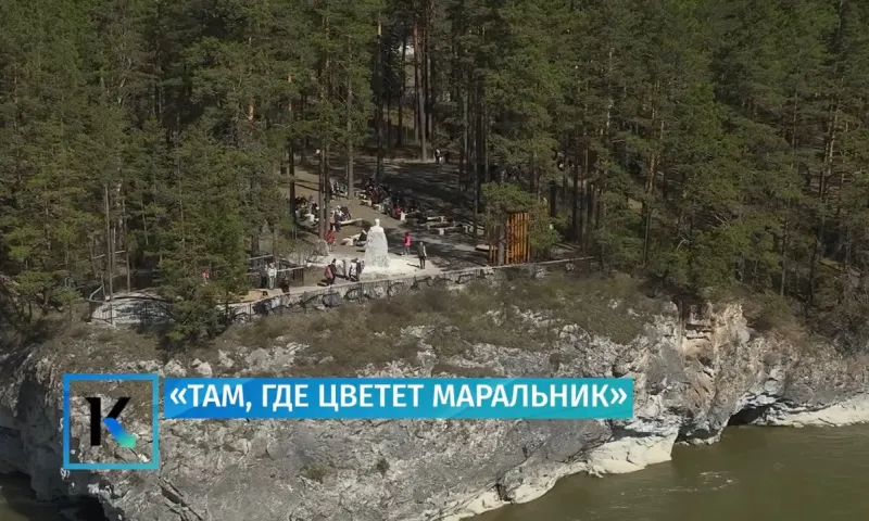 Специальный репортаж: «Там, где цветёт маральник»