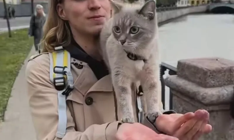 Кошка-курьер доставляет еду в Петербурге