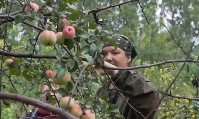 Почему в этом году в Алтайском крае неурожай яблок?