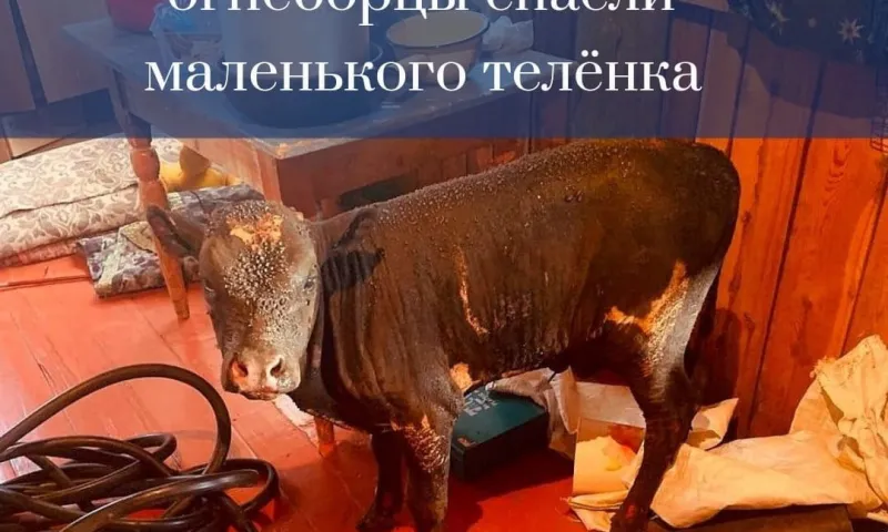 Алтайские пожарные спасли из огня маленького теленка 