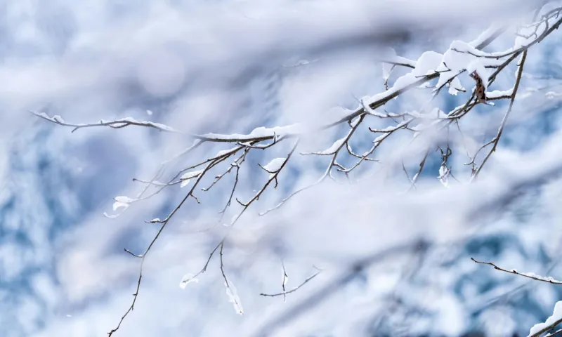 Трифонов день: традиции и приметы на 14 февраля