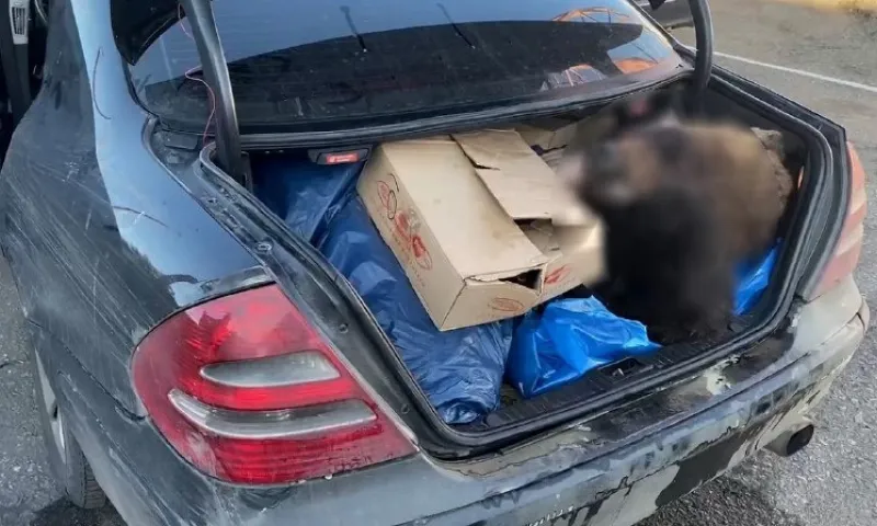 В Алтайском крае транспортной полицией расследовано уголовное дело о контрабанде дериватов бурого медведя