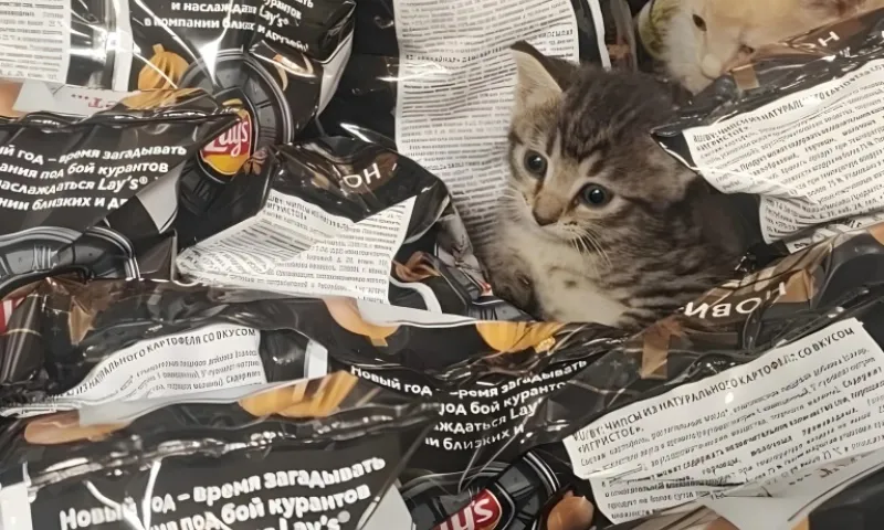 Троих котят нашли в коробке с чипсами в одном из российских городов