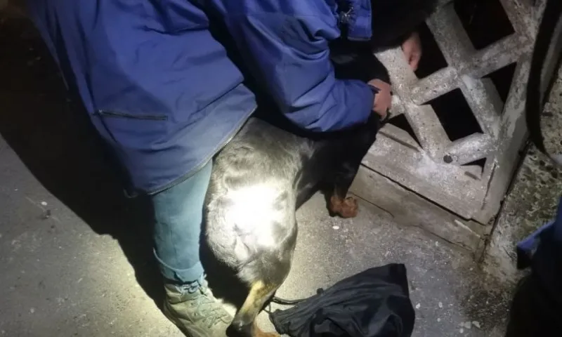 Застрявшую в заборе собаку пришлось спасать в Барнауле