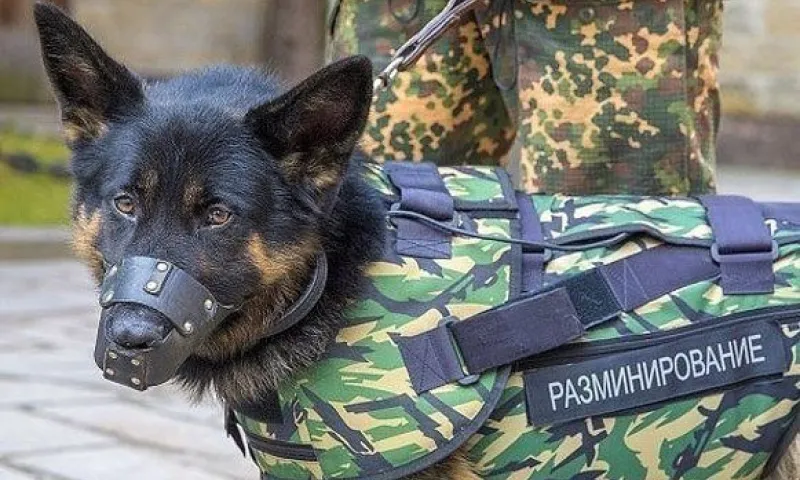 Звонки о минировании поступили на автовокзал и в торговые центры в Барнауле