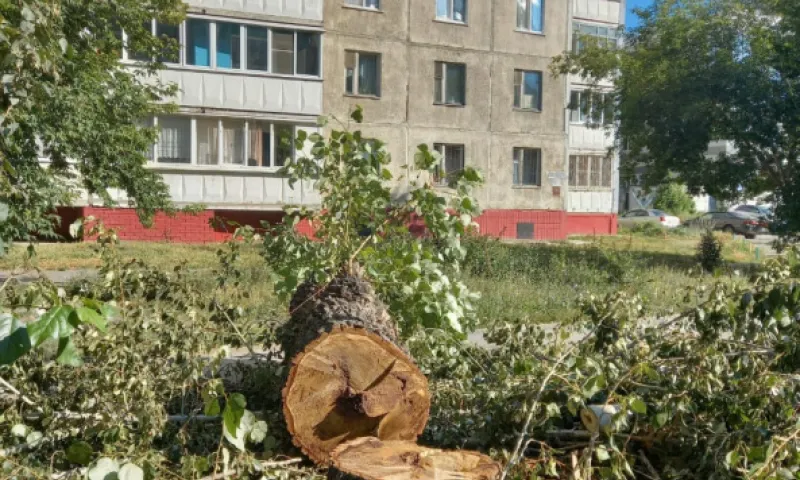 Ветвисты и очень опасны: почти 700 деревьев снесут в Барнауле до конца 2022 года