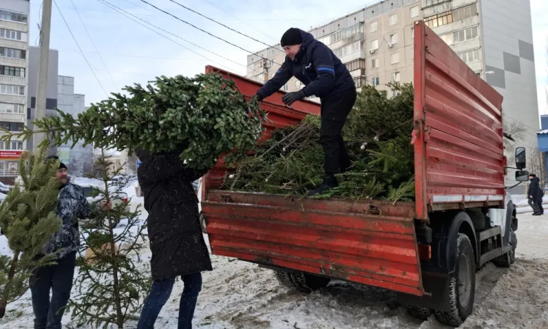 Более 450 хвойных деревьев собрали в Барнауле для дальнейшей переработки
