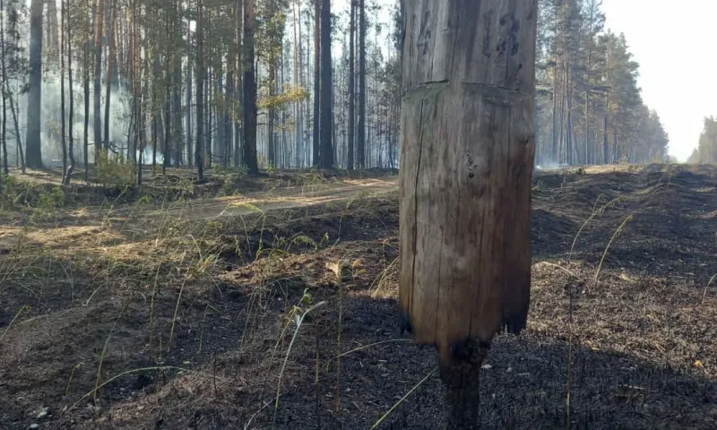 Пожар в Михайловском районе Алтайского края локализован