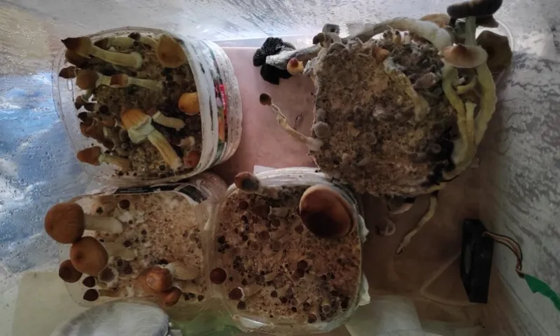 Житель Бийского района пойдет под суд за создание инкубатора для «весёлых» грибов 