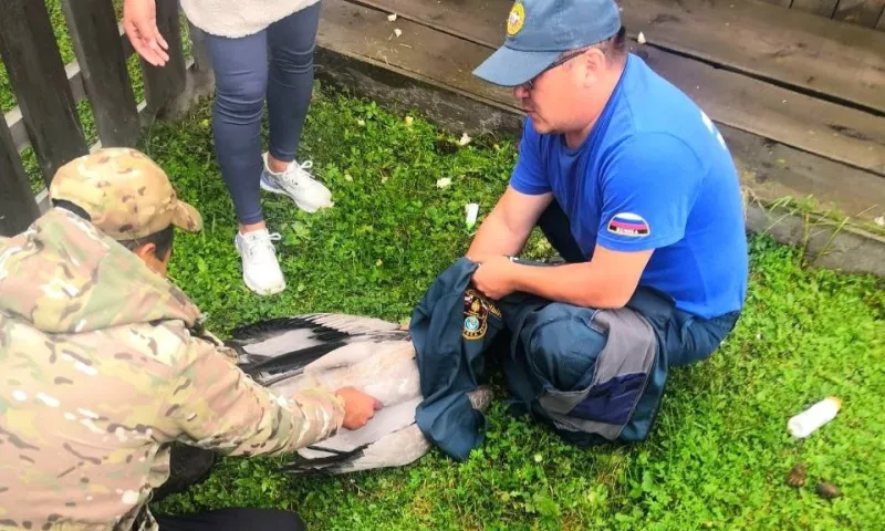 Раненого журавля спасли в Республике Алтай