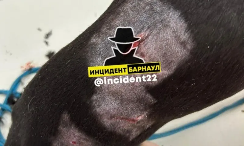 Очевидцы: алабай без хозяина покусал той-терьера в Барнауле
