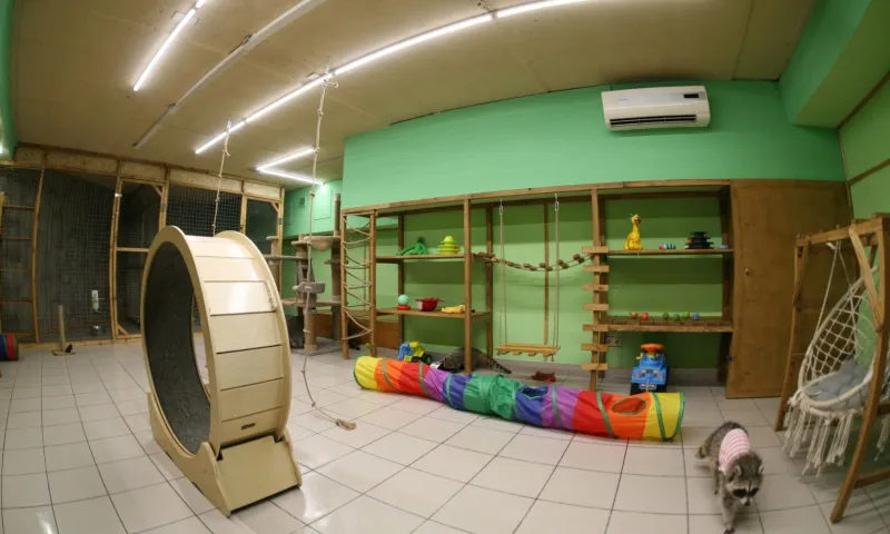 Еноты Ракета и Кнопочка сбежали из барнаульского антикафе