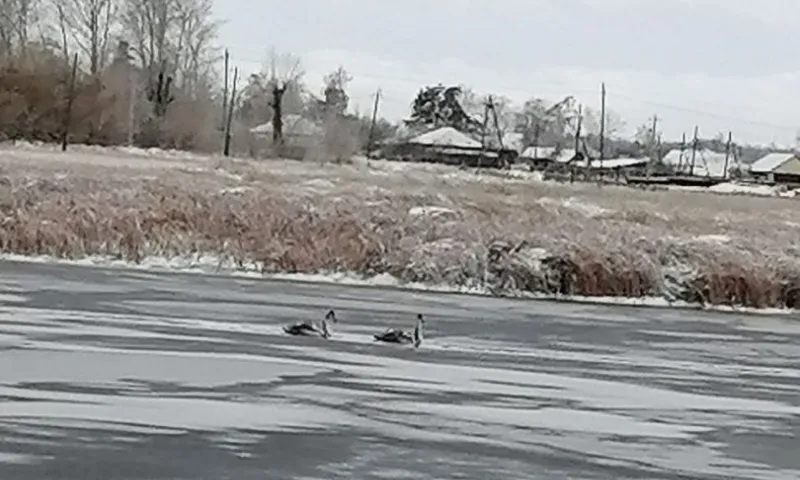 Очередная пара лебедей осталась на замерзающем водоеме в Баевском районе