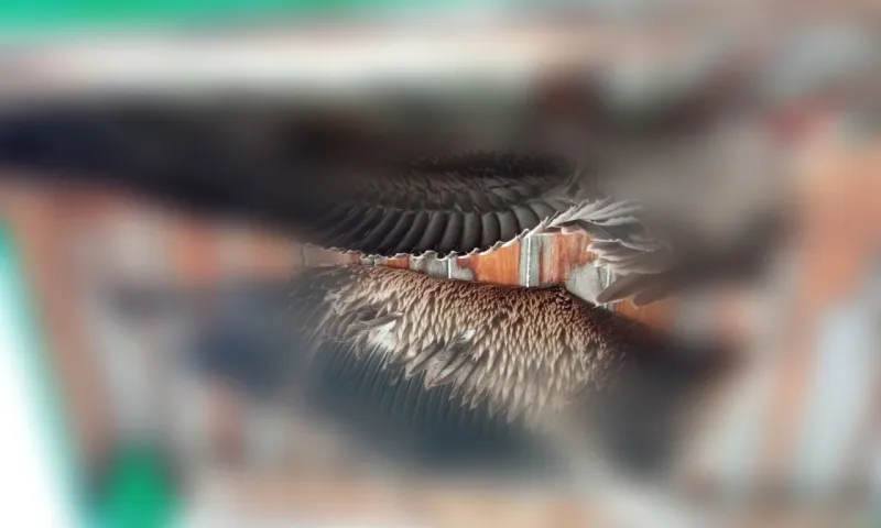 Неизвестные убили краснокнижного пеликана на Алтае 
