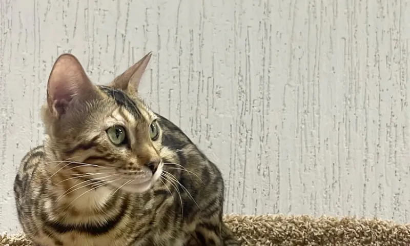 В барнаульской компании трудоустроили кошку 😻