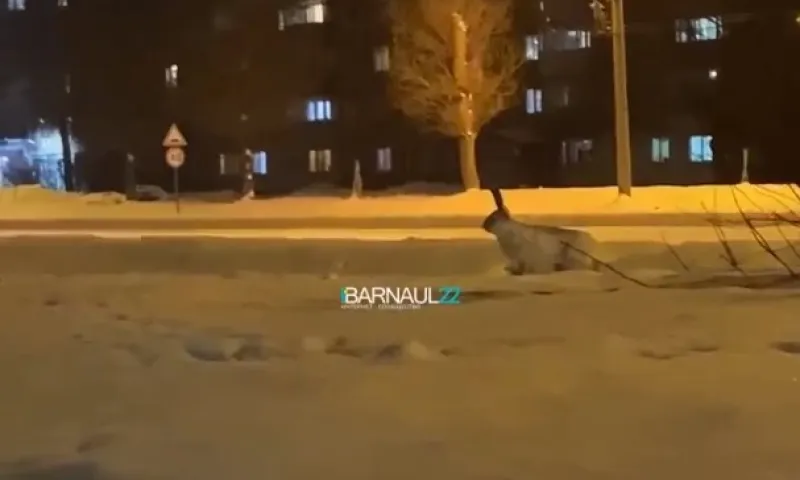 Бегающего «прыгуна» заметили в Барнауле
