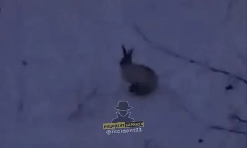 Ушастого скакуна заметили во дворе Барнаула