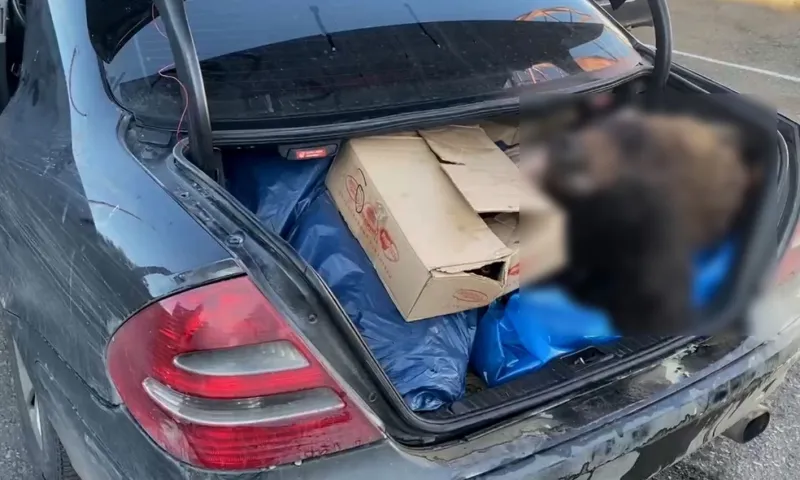 Расчлененного бурого медведя пытались вывезти из Алтайского края